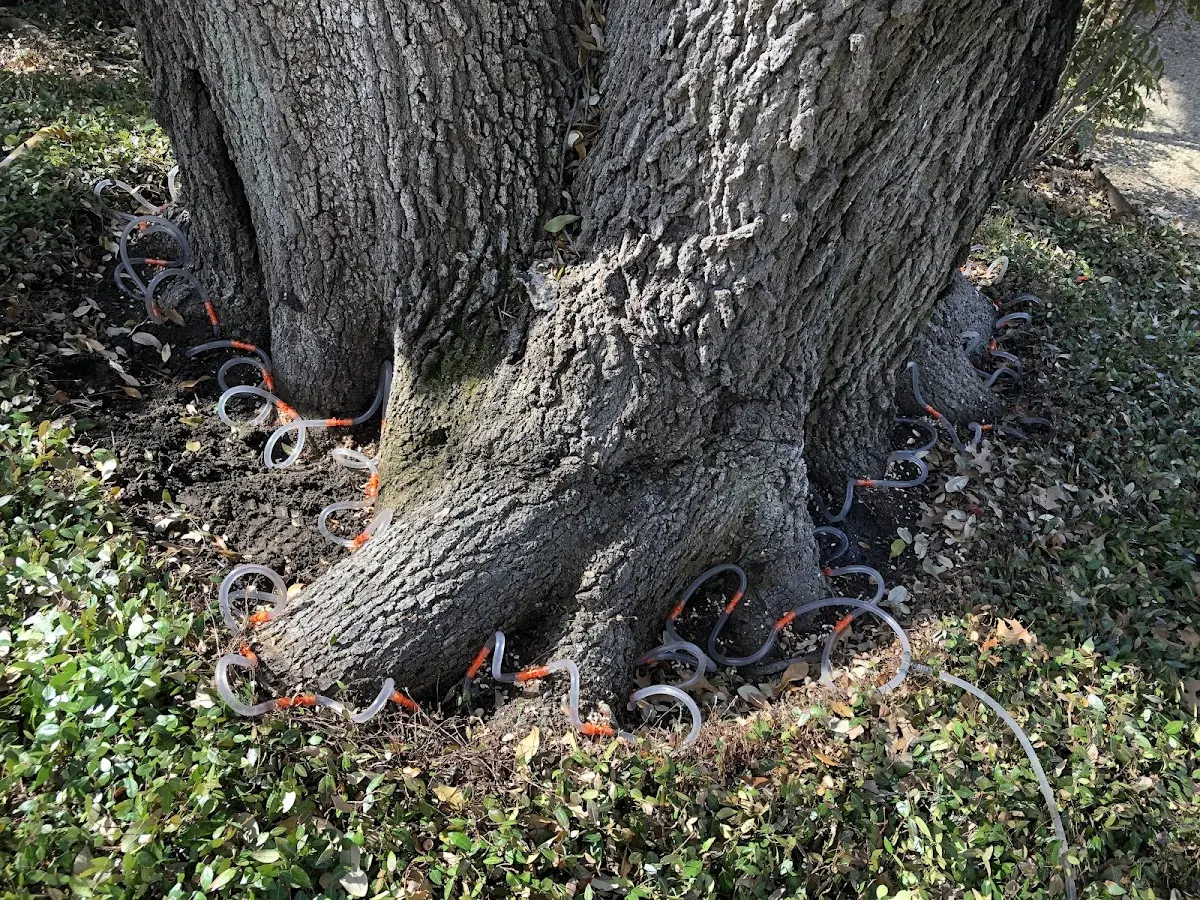 Detailed Tree Cabling and Bracing job site in Moscow